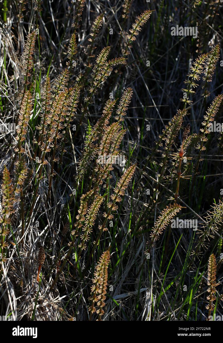 Queue de jument ou queue de jument commune, Hippuris vulgaris, Plantaginacées. Nord de l'Islande. Banque D'Images