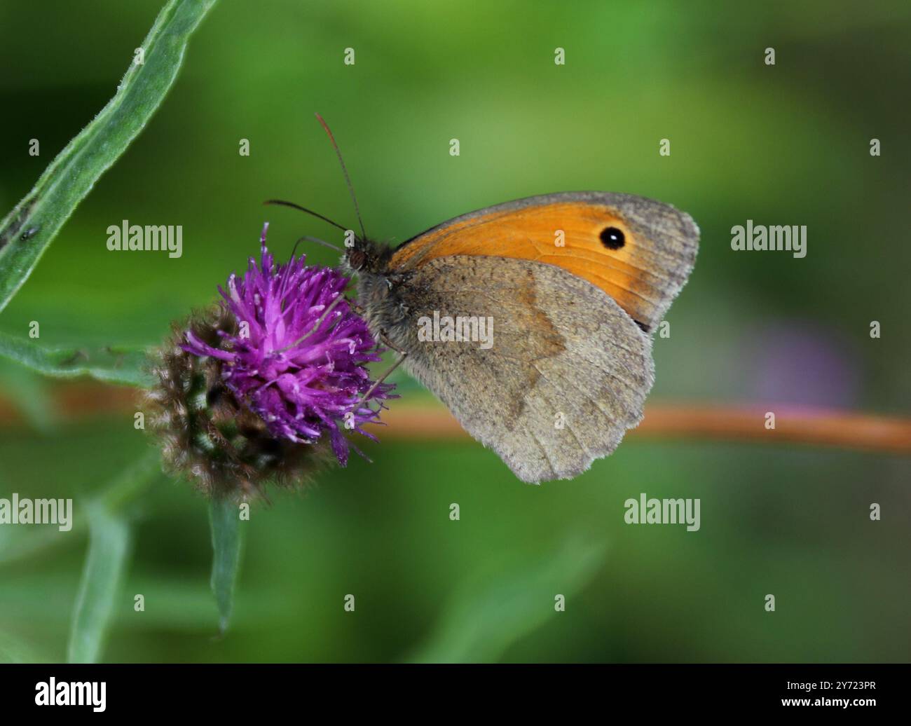 Petit papillon de bruyère, Coenonympha pamphilus, Nymphalidae. Aston Clinton, Buckinghamshire. Banque D'Images