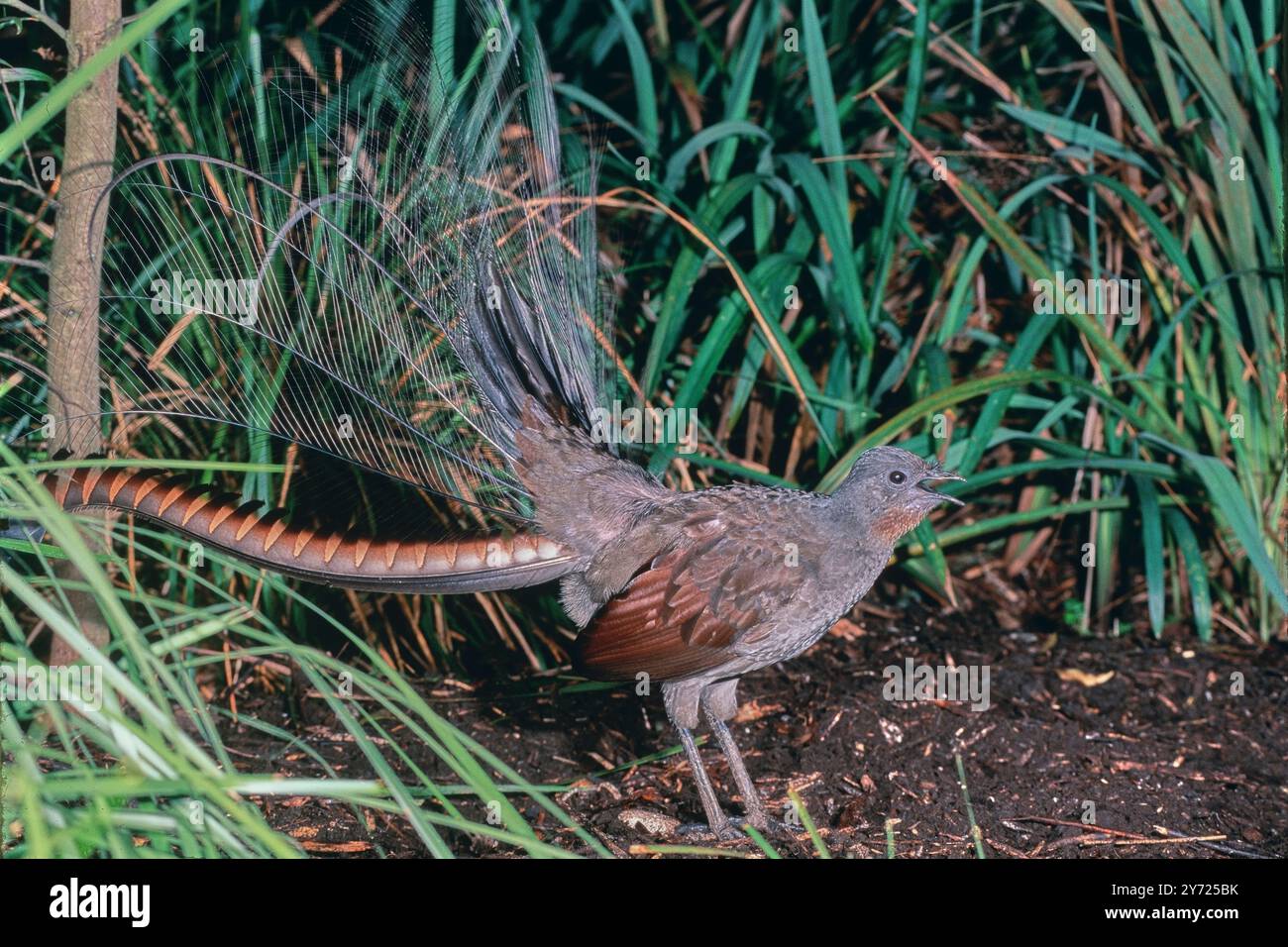 Superbe Lyrebird Menura novaehollandiae chant masculin sur la zone d'exposition face à droite photographié en Tasmanie, Australie Banque D'Images