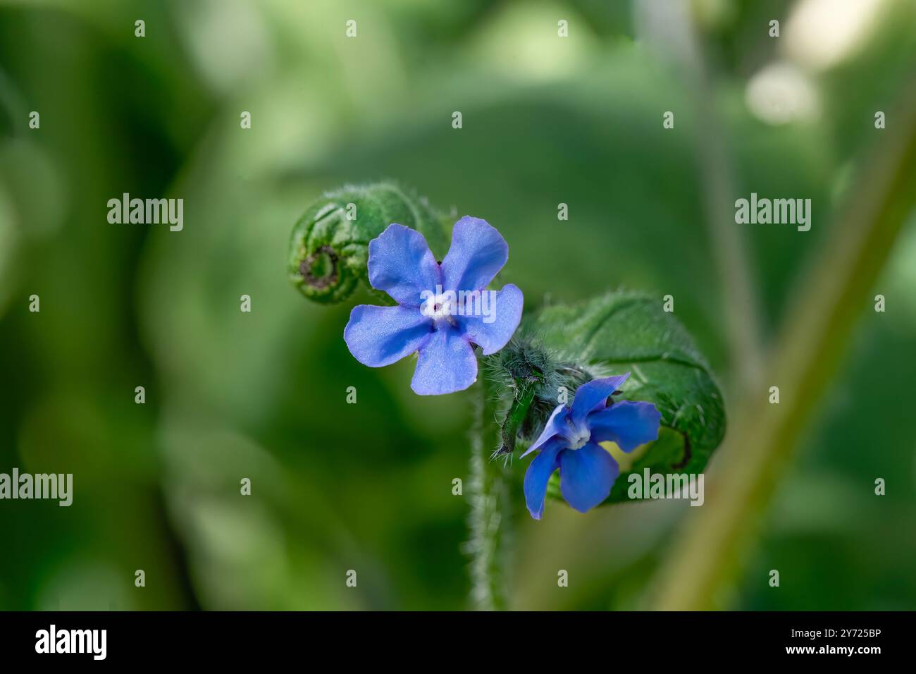 Pentaglottis sempervirens, fleur d'alcanet vert avec un fond vert flou Banque D'Images