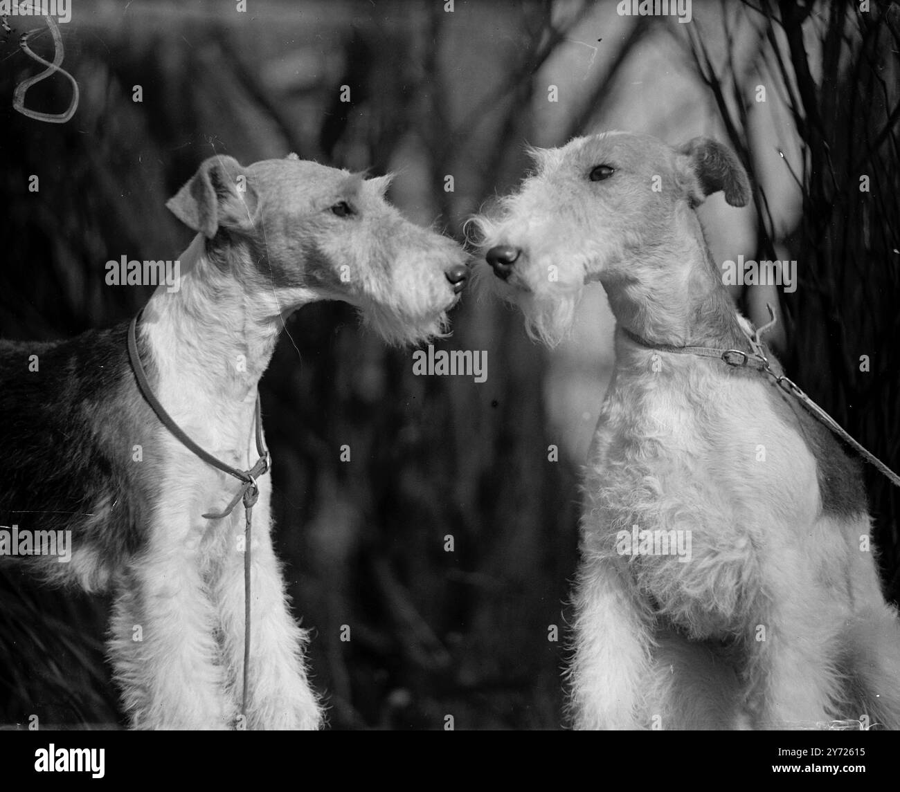 Terrier TETE a TETE. En regardant très secret à propos de quelque chose aujourd'hui (jeudi), au spectacle de Wealdstone et Northolt Canine Society à Kentish Town Baths, sont Wire Fox Terriers, Rhythmic Tiny Honey (à droite) propriétaire Mme pH Chambers, et Way Ahead (à gauche) propriétaire M. E Bates de Walthamstow. 12 février 1948 Banque D'Images