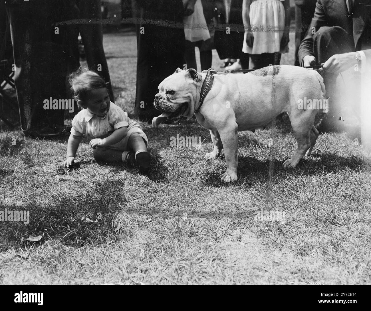 Chaque chien a sa journée. Mongrel ainsi que des chiens de pedigree étaient exposés dans le Cockpit, hyde Park, cet après-midi, lorsque la finale des spectacles de chiens pour enfants du Jubilé d'Or a eu lieu. Organisé par notre Dumb Friends League en association avec les Gaumont British Junior clubs et l'Odean National Cinema Club, plus de 10 000 enfants de Londres et des Home Counties ont participé aux manches préliminaires de 170. Une sélection minutieuse a ramené le nombre de participants à la finale à 45, quinze dans chacune des classes, 7-9, 9-11 et 11 à 15 ans. tout au long du concours Banque D'Images
