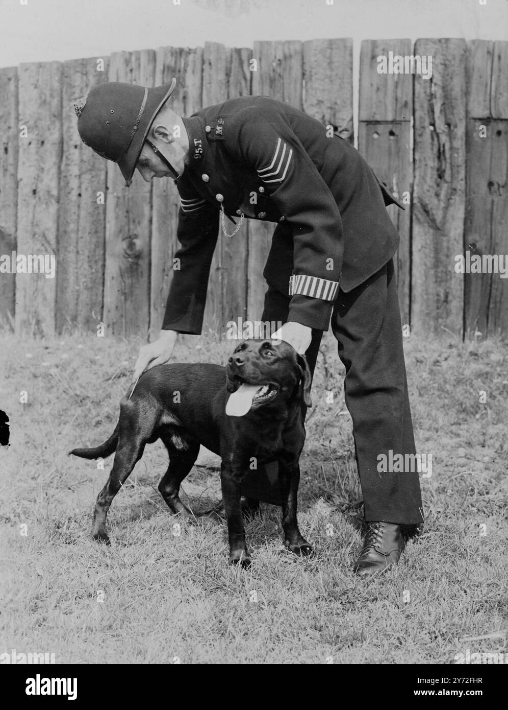 Les six chiens labrador, détenus et entraînés par la police métropolitaine pour aider dans les incidents d'enlèvement de sacs à main et la suppression des brèches de propreté, étaient exposés aujourd'hui au centre de formation de la police d'Imber court. Les méthodes qui ont été utilisées dans les 14 arrestations de 'chiens' faites jusqu'à présent et de nouveaux exercices enseignés aux chiens ont été démontrés. Une indication du succès que la patrouille canine a obtenu depuis sa création récente est qu'après l'arrestation de chiens la semaine dernière à Hyde Park, aucun incident d'enlèvement de sac à main n'a été signalé dans cette région au cours de la semaine - fin pour la première fois depuis des années. Image Banque D'Images