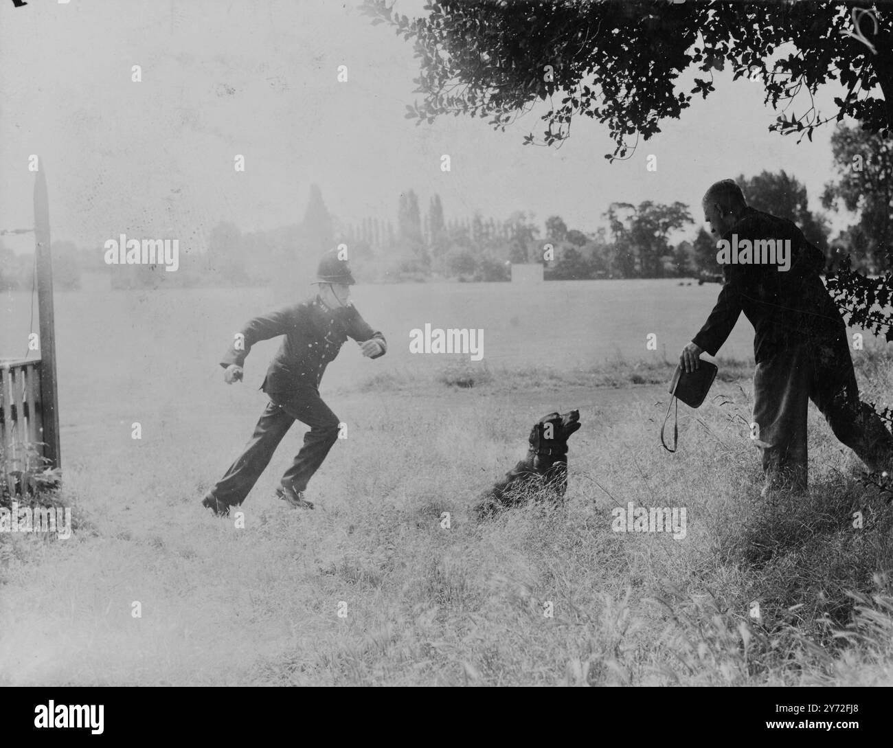 Les six chiens labrador, détenus et entraînés par la Metropolitan police Force pour aider dans les incidents de vol de sacs à main et la suppression des effractions, étaient exposés aujourd'hui au centre de formation de la police d'Imber court. Les méthodes qui ont été utilisées dans les 14 arrestations de 'chiens' faites jusqu'à présent et de nouveaux exercices enseignés aux chiens ont été démontrés. Une indication du succès que la patrouille canine a obtenu depuis sa création récente est qu'après l'arrestation de chiens la semaine dernière à Hyde Park, aucun incident d'enlèvement de sac à main n'a été signalé dans cette région au cours de la semaine - fin pour la première fois depuis des années. Image s Banque D'Images