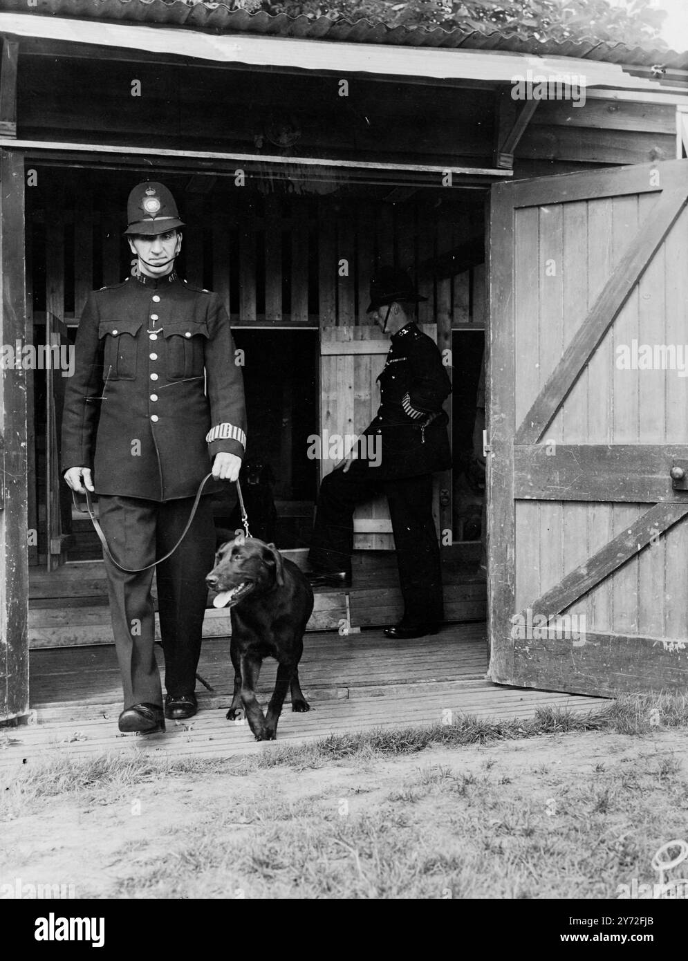 Les six chiens labrador, détenus et entraînés par la Metropolitan police Force pour aider dans les incidents de vol de sacs à main et la suppression des effractions, étaient exposés aujourd'hui au centre de formation de la police d'Imber court. Les méthodes qui ont été utilisées dans les 14 arrestations de 'chiens' faites jusqu'à présent et de nouveaux exercices enseignés aux chiens ont été démontrés. Une indication du succès que la patrouille canine a obtenu depuis sa création récente est qu'après l'arrestation de chiens la semaine dernière à Hyde Park, aucun incident d'enlèvement de sac à main n'a été signalé dans cette région au cours de la semaine - fin pour la première fois depuis des années. Image s Banque D'Images