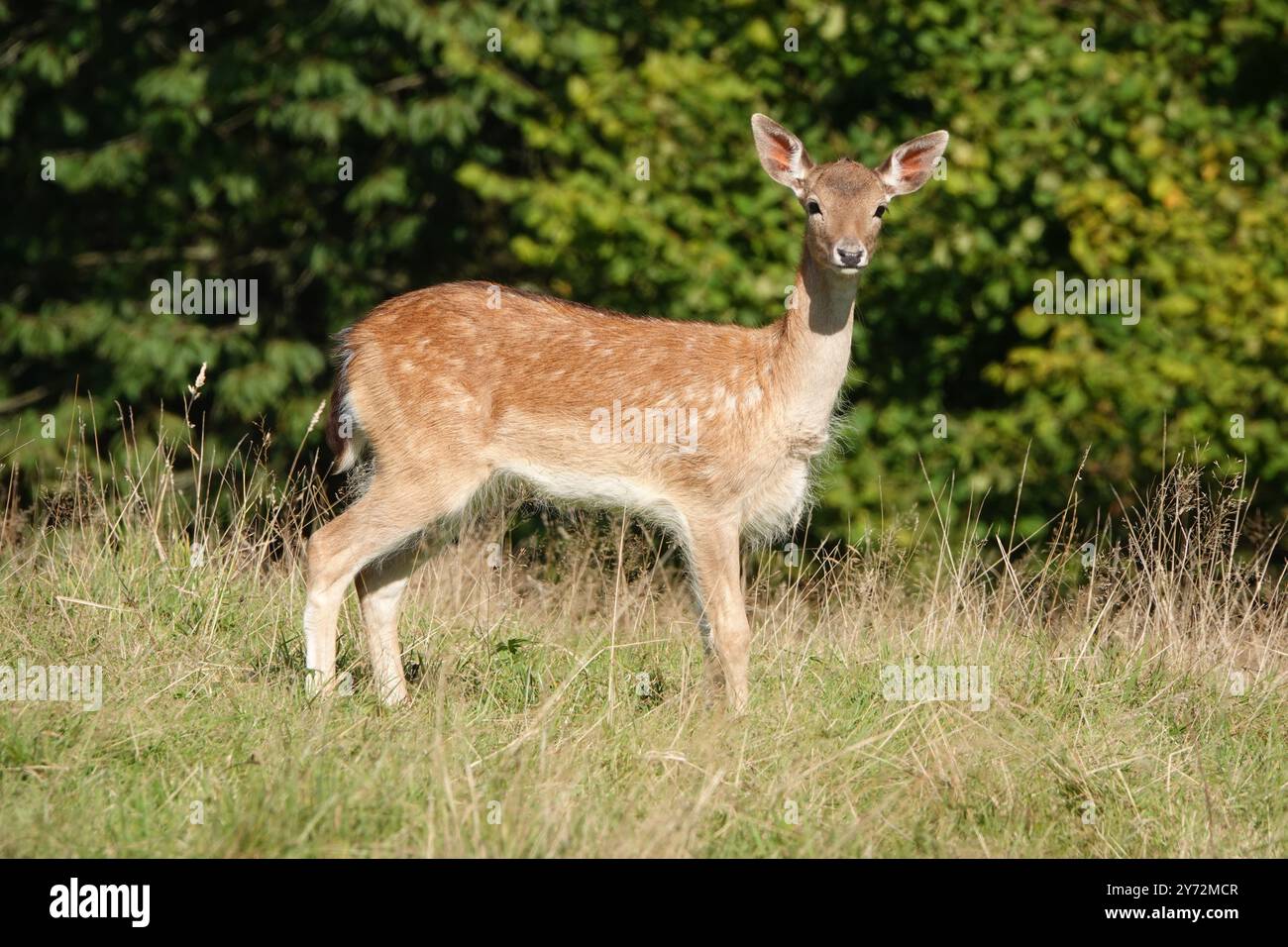 Summer UK, alerte Fallow Deer Fawn au soleil brillant Banque D'Images
