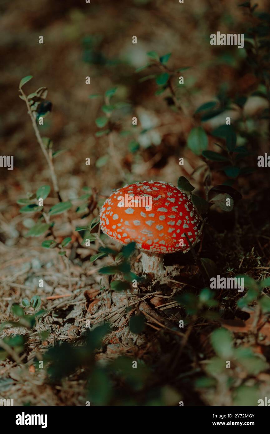 Un petit champignon agarique à la mouche rouge pousse dans la forêt pendant l'été. C'est un champignon venimeux trouvé dans la nature. Banque D'Images