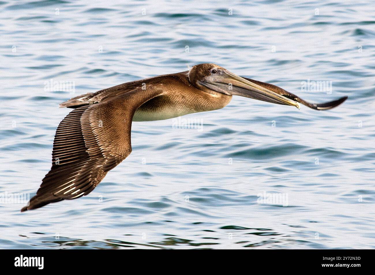Le Malibu Pelican, un majestueux oiseau côtier, survole gracieusement le Pacifique, connu pour son envergure impressionnante, ses compétences de pêche et sa présence sereine Banque D'Images