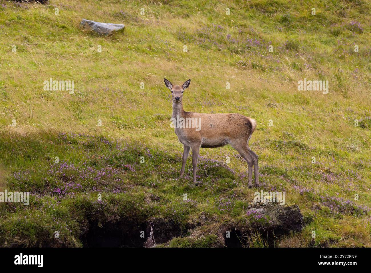Un cerf rouge biche, Cervus elaphus, en état d'alerte. Banque D'Images