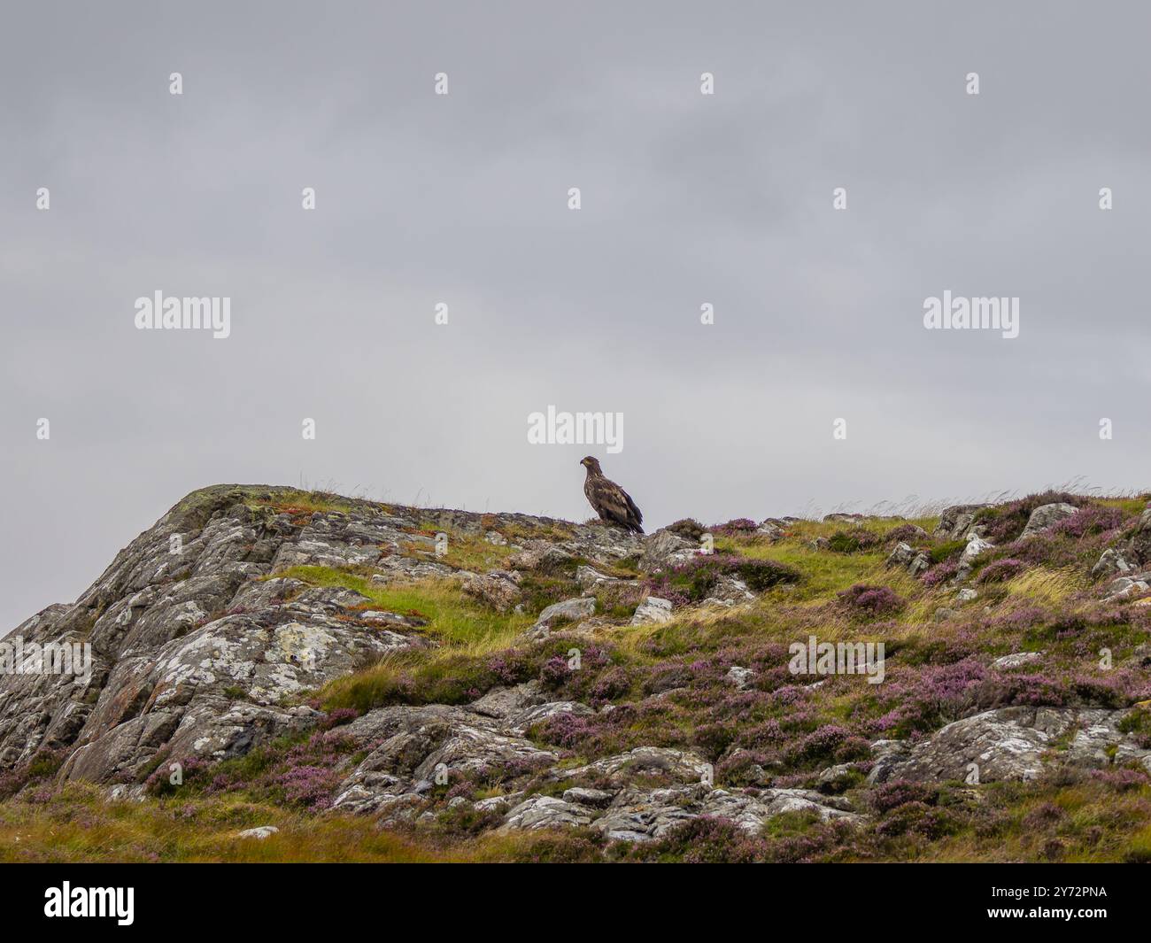 Un aigle à queue blanche, Haliaeetus albicilla, également comme aigle de mer à queue blanche Banque D'Images