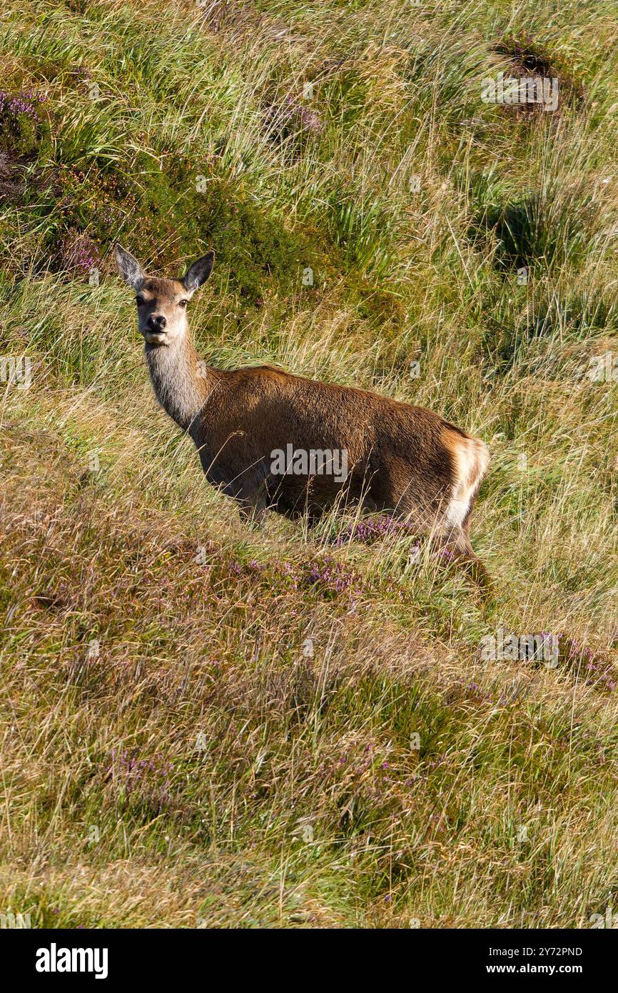 Un cerf rouge biche, Cervus elaphus, en état d'alerte. Banque D'Images