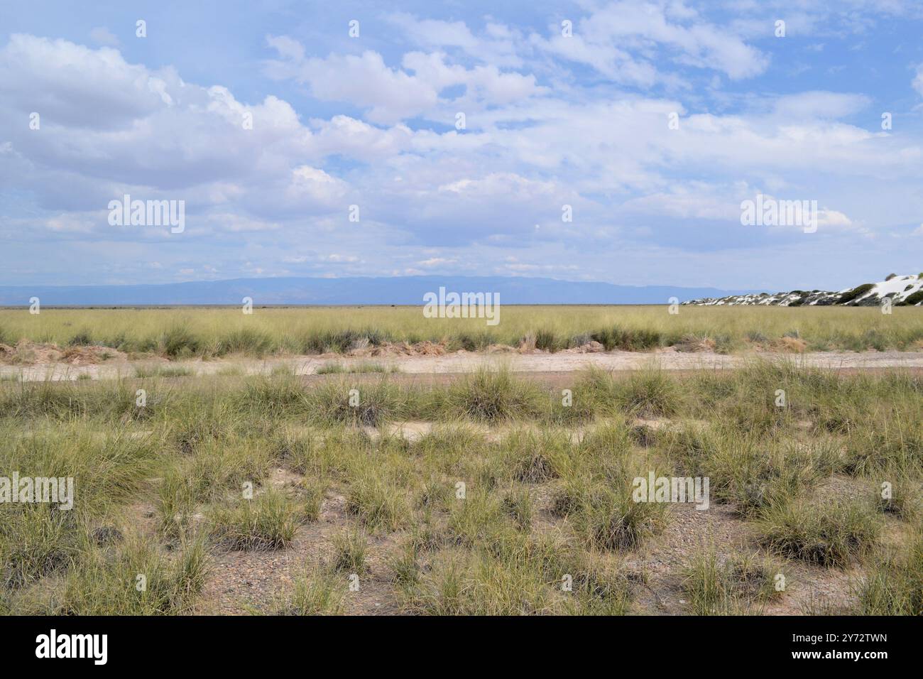 Superbe contraste de dunes blanches brillantes et végétation luxuriante dans le parc national de White Sands, Nouveau-Mexique – Un paysage désertique rare et magnifique Banque D'Images