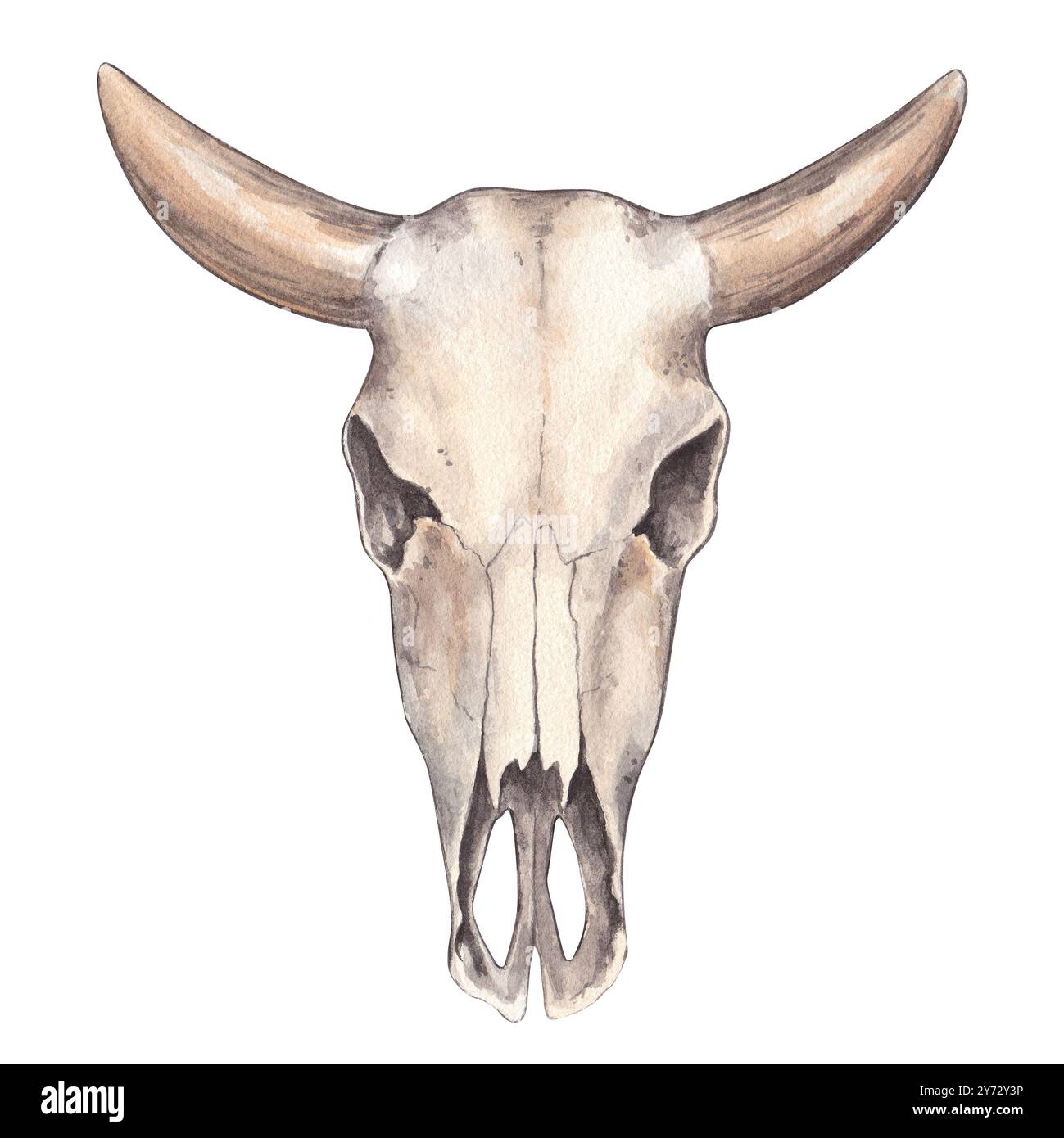 Crâne de taureau avec cornes. Aquarelle illustration dessinée à la main du squelette de vache. Clipart sur fond blanc sur le thème de la chasse, l'élevage, anat Banque D'Images