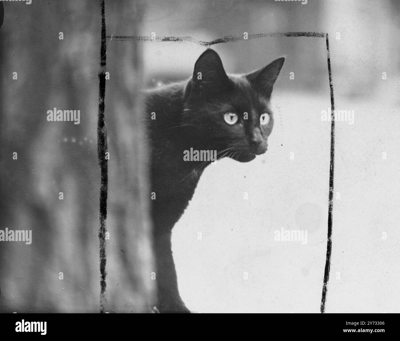 Etude d'un chat. Banque D'Images