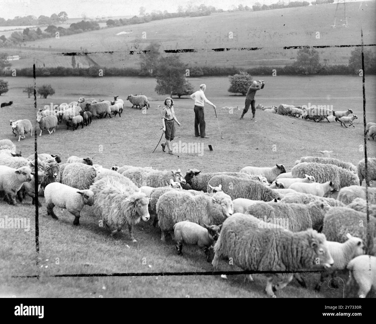 Deborah Glassett, âgée de 24 ans, s'occupe de 300 moutons et agneaux. Après cinq ans de service dans la Women's Land Army, elle est maintenant la bergère des grands troupeaux qui paissent sur les deux parcours du Addington court Golf Club, près de Croydon. 23 mai 1946 Banque D'Images