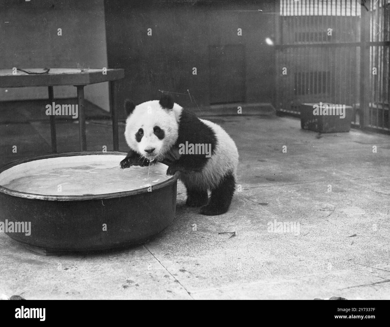 'Unity' - le panda féminin de 18 mois, cadeau du gouvernement de la Chine, est installé au zoo de Londres. Il arrive à Poole, dans le Dorset, dans un hydravion de la BOAC spécialement équipé et refroidi à la glace de Calcutta, accompagné par le professeur ma Teh de l'Université Szechwan de Chine, qui était en charge de la chasse qui a conduit à la capture d'Unity dans une forêt chinoise. La photo montre Unity a un rafraîchissement à la naissance de boisson dans ses nouveaux quartiers au zoo de Londres. 11 mai 1946 Banque D'Images