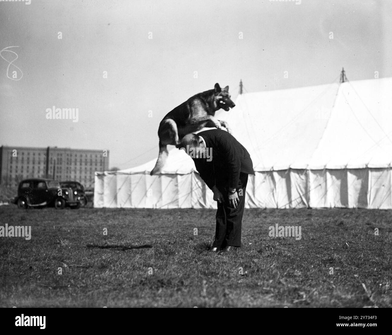 West Country Dog Club Show à Bristol. 7 avril 1946 Banque D'Images