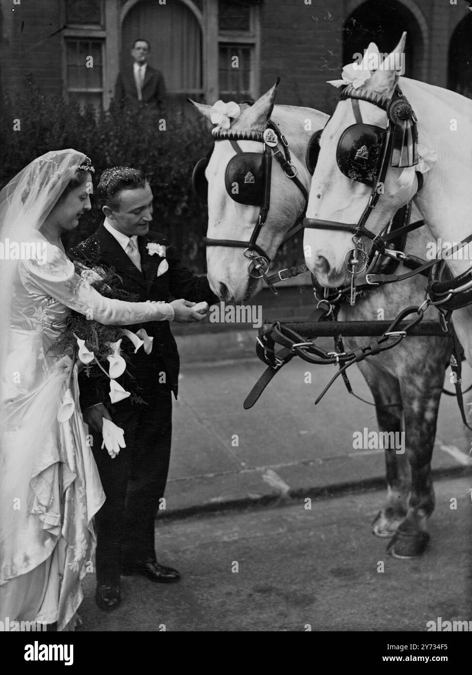 La mariée Miss Betty Watson nourrit l'un de ses chevaux « entraîneur de Cendrillon » tandis que l'époux Stanley George Prusher regarde pendant leur mariage à l'église St Matthews, Wandsworth Bridge Road. Elle a été conduite par les deux chevaux gris avec des coachs avec des livreurs. 6 avril 1946 Banque D'Images La mariée Miss Betty Watson nourrit l'un de ses chevaux « entraîneur de Cendrillon » tandis que l'époux Stanley George Prusher regarde pendant leur mariage à l'église St Matthews, Wandsworth Bridge Road. Elle a été conduite par les deux chevaux gris avec des coachs avec des livreurs. 6 avril 1946 Banque D'Images