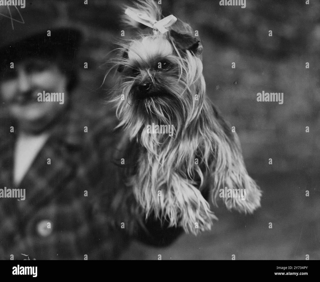 La plus petite et peut-être la plus douce entrée dans le spectacle Medway Towns Canine Society à Rochester était Mme M Woods Yorkshire Terrier, Castello Julie, vue posant joliment pour son portrait. 24 mars 1946 Banque D'Images