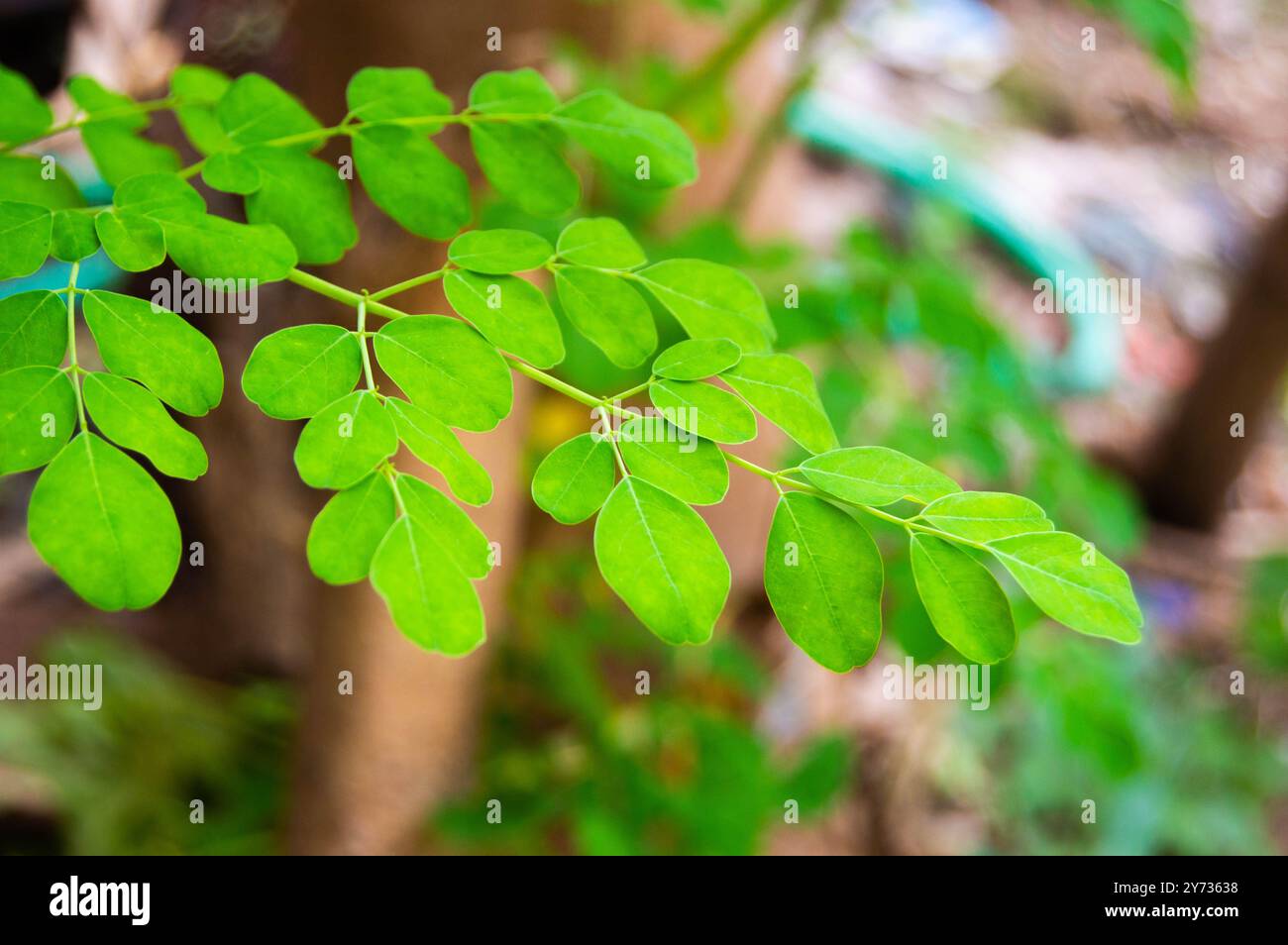 gros plan de feuilles de moringa fraîches sur un arbre Banque D'Images