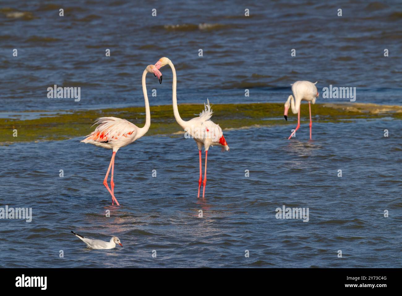 Flamingo au Parc naturel régional de Camargue, Provence, France Banque D'Images