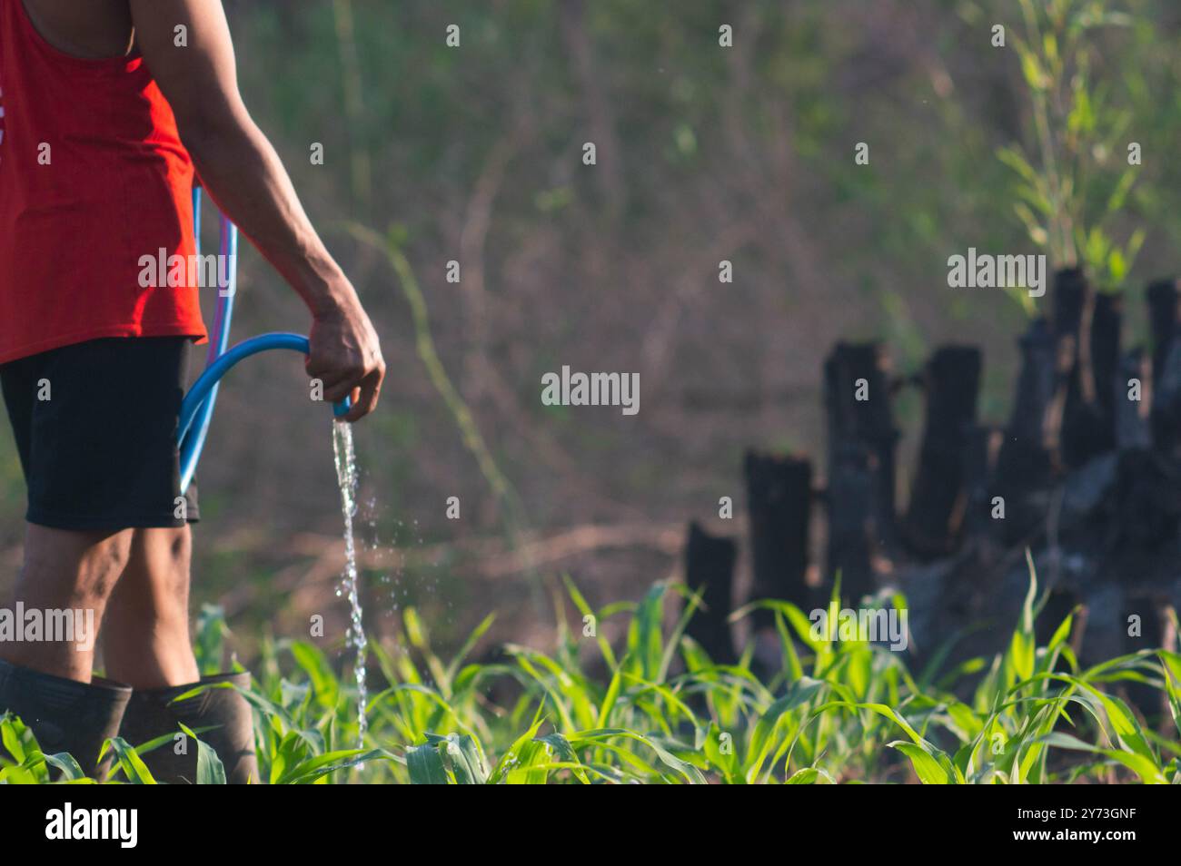 tourné sur un agriculteur arrosant des plants de maïs Banque D'Images