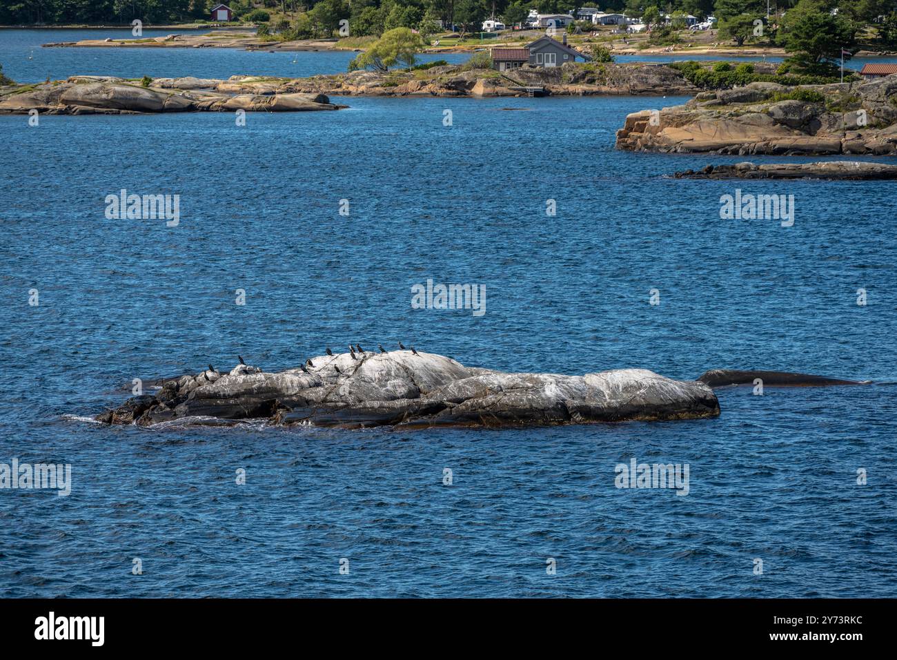 Sandefjord, Norvège - 10 août 2022 : oiseaux de mer assis sur un petit skerry dans la mer Banque D'Images