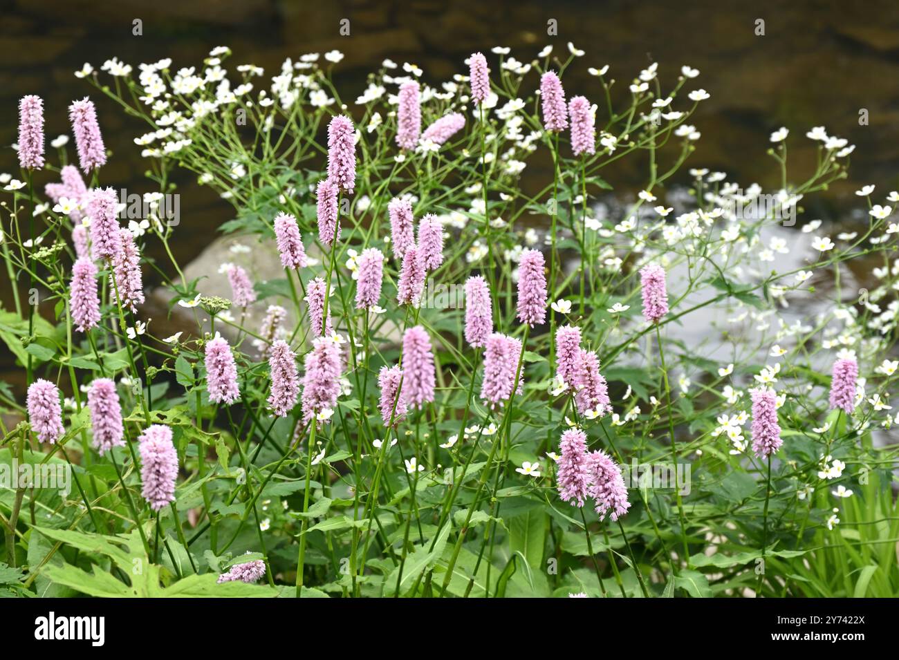 Fleurs de printemps roses de Persicaria bistorta 'Superba' dans le jardin britannique mai Banque D'Images