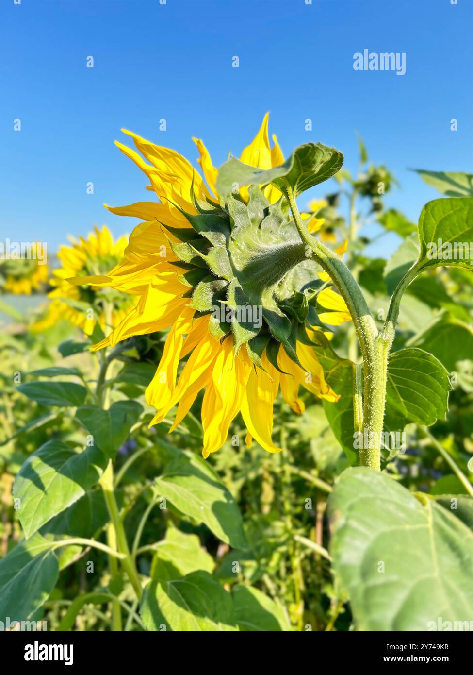 Le dos d'un tournesol entièrement fleuri dans la campagne contre un ciel bleu vif. Banque D'Images