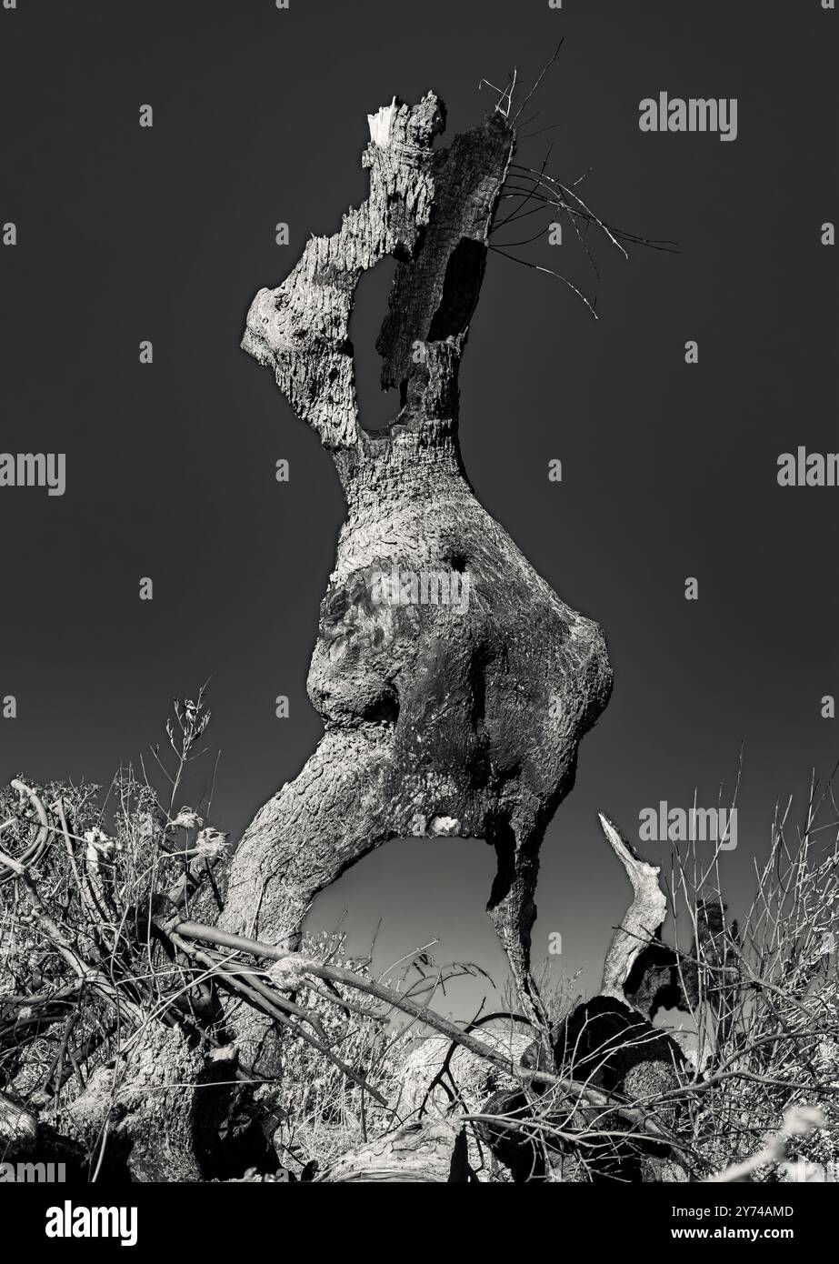 Monstre #01, 2016. Épave d'un olivier brûlé. Ce qui reste d'un olivier centenaire brûlé en raison d'une menace anonyme ; Salento, Pouilles Banque D'Images