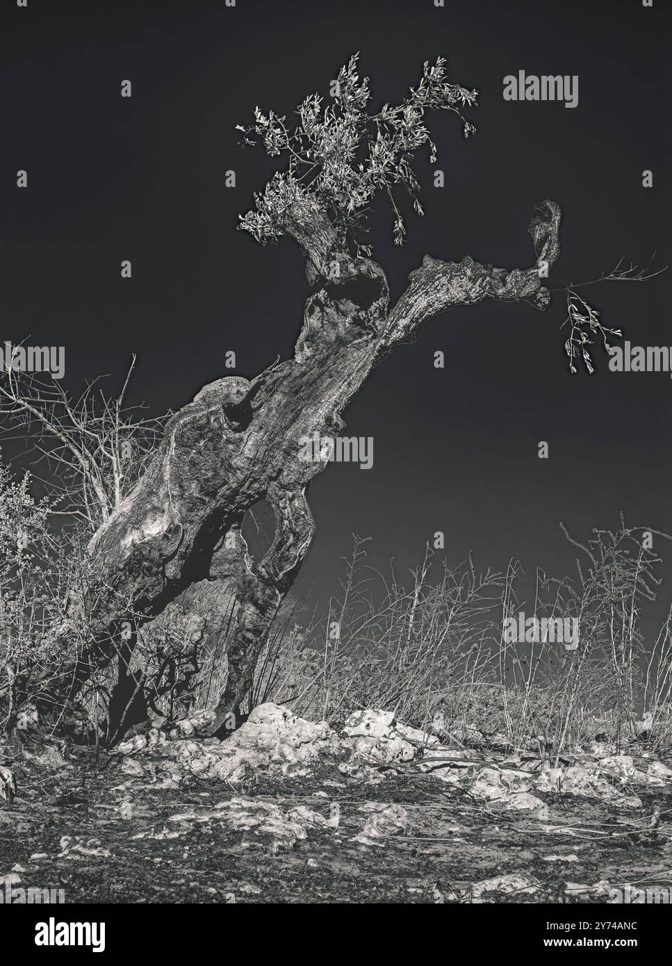 Monstre #02, 2016. Épave d'un olivier brûlé. Ce qui reste d'un olivier centenaire brûlé en raison d'une menace anonyme ; Salento, Pouilles Banque D'Images