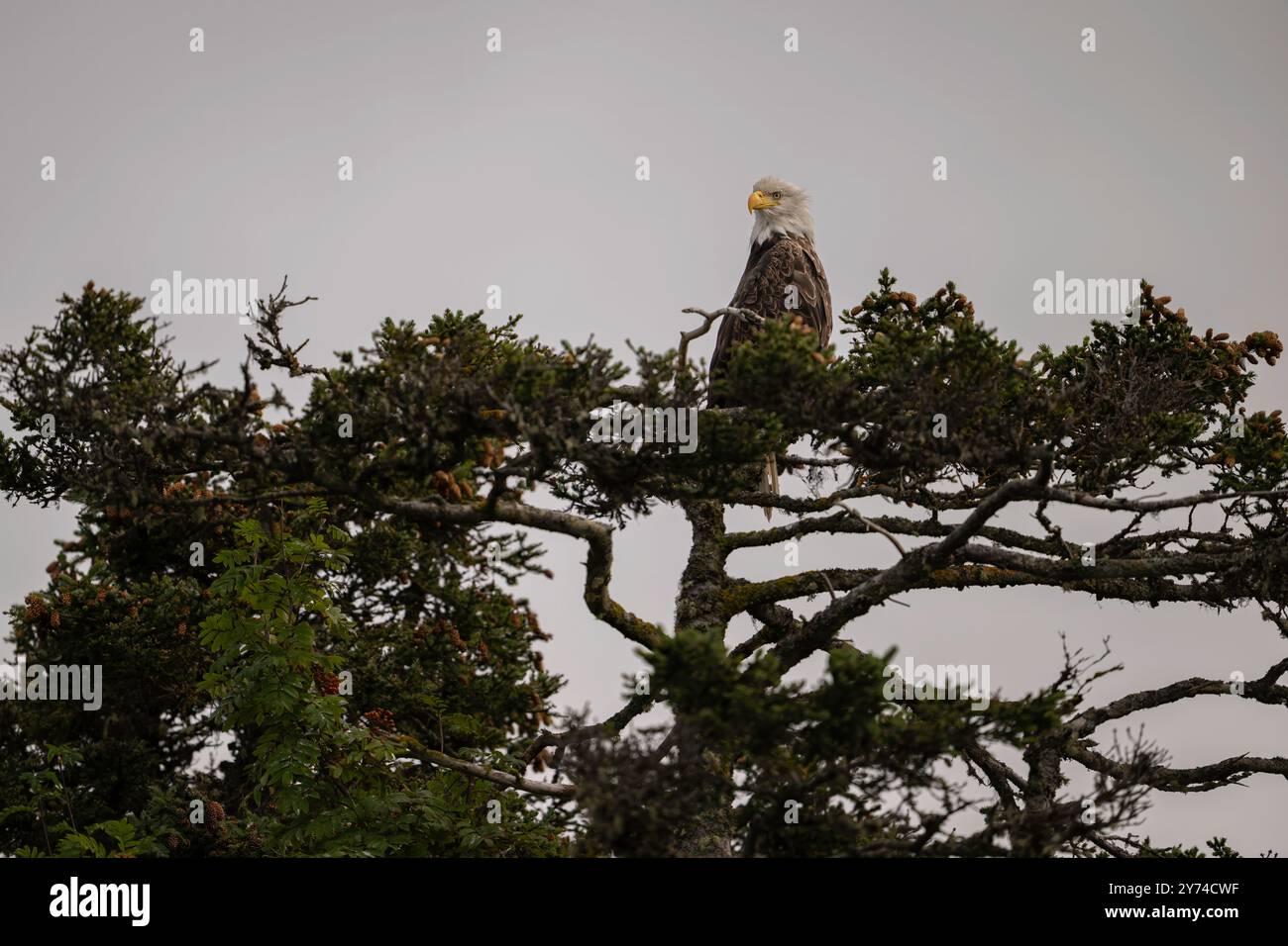 Aigle à tête blanche perché dans un arbre dans la baie de Kachemak en Alaska Banque D'Images