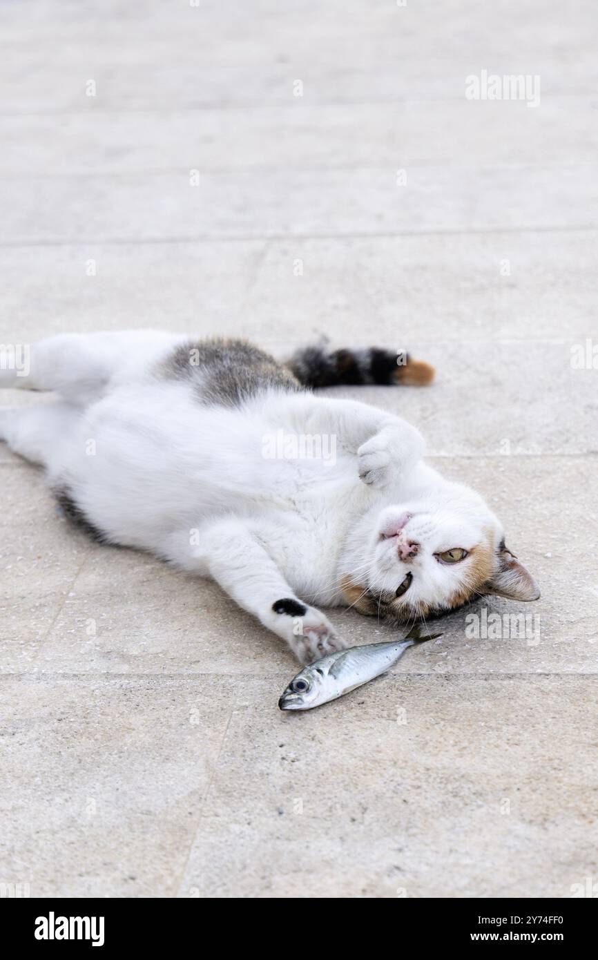 Chat jouant avec un poisson à la marina de Komiza, île de vis, Croatie Banque D'Images