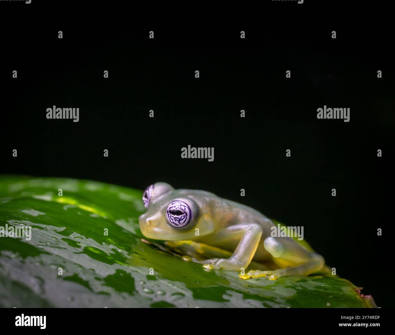 Grenouille de verre (Centrolenidae) du Costa Rica Banque D'Images