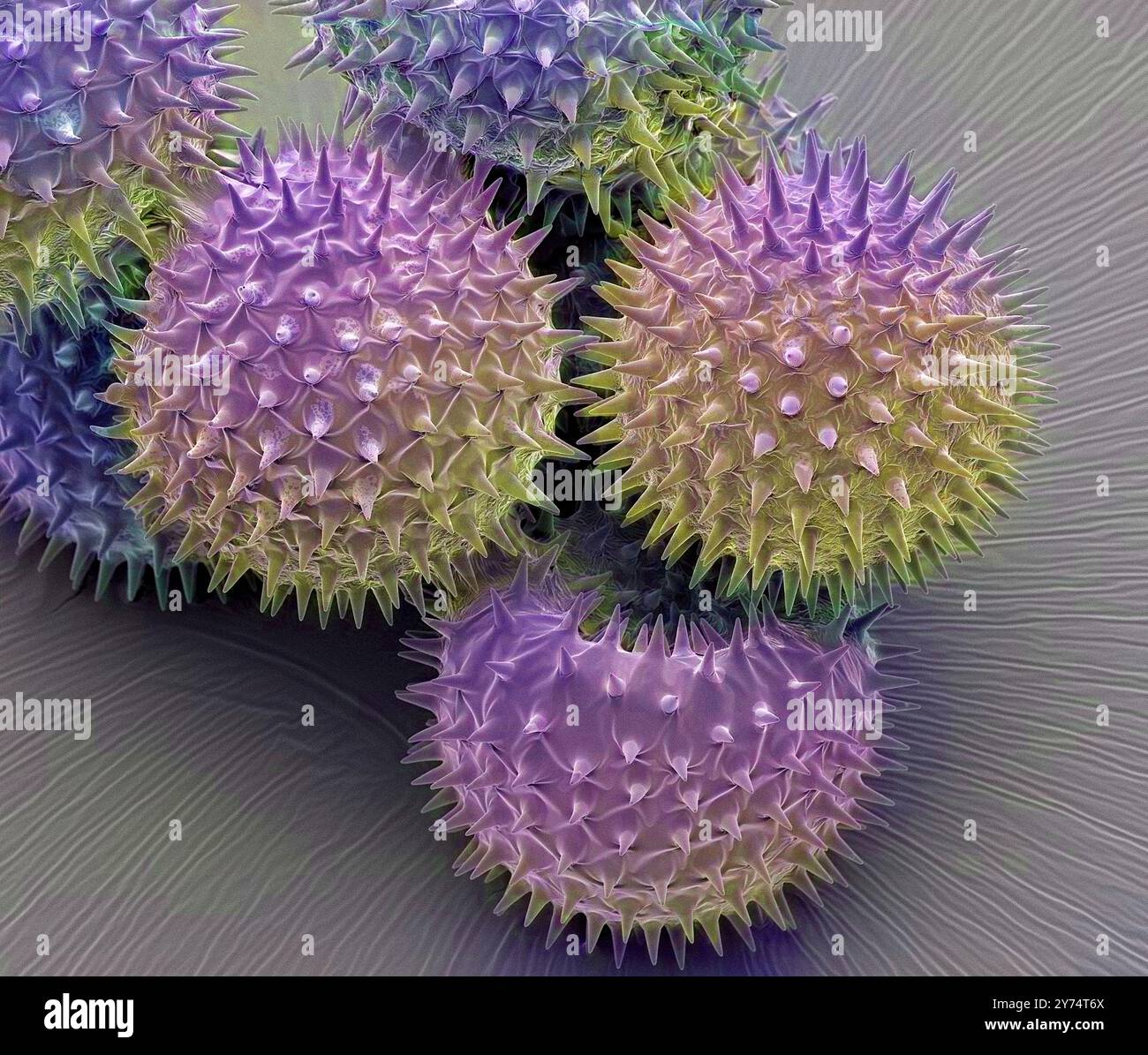 Grains de pollen Lavatera, sem Banque D'Images