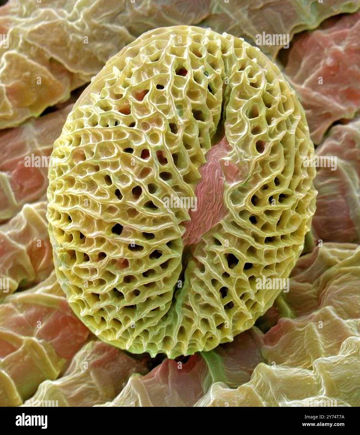 Pollen de pélargonium. Micrographie électronique à balayage coloré (MEB) d'un grain de pollen d'un géranium (Pelargonium sp.) Les grains de pollen sont les gamètes mâles (cellules sexuelles) d'une plante. Leur surface caractéristique est utilisée par les botanistes pour reconnaître et classer les plantes. Le pollen dans les plantes est utilisé pour transférer le matériel génétique mâle de l'anthère d'une fleur unique au stigmate d'une autre dans la pollinisation croisée. Dans un cas d'auto-pollinisation, ce processus se déroule de l'anthère d'une fleur au stigmate de la même fleur. Grossissement : x800 lors de l'impression à 10cm de large. Banque D'Images