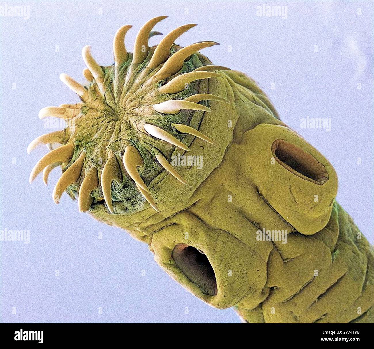 Ténia de porc. Micrographie électronique à balayage couleur (MEB) de la tête d'un ténia de porc (Taenia solium), montrant les crochets qu'il utilise pour s'accrocher à son hôte. Les téniques sont des vers plats parasites qui vivent dans le tube digestif de leur hôte vertébré. T. solium infecte les porcs et les humains en Asie, en Afrique, en Amérique du Sud, dans certaines parties de l'Europe du Sud et dans des poches d'Amérique du Nord. Au stade larvaire, il provoque la cysticercose, qui est une cause majeure de convulsions chez l'homme. Grossissement : x45, si imprimé 10 centimètres de large. Banque D'Images