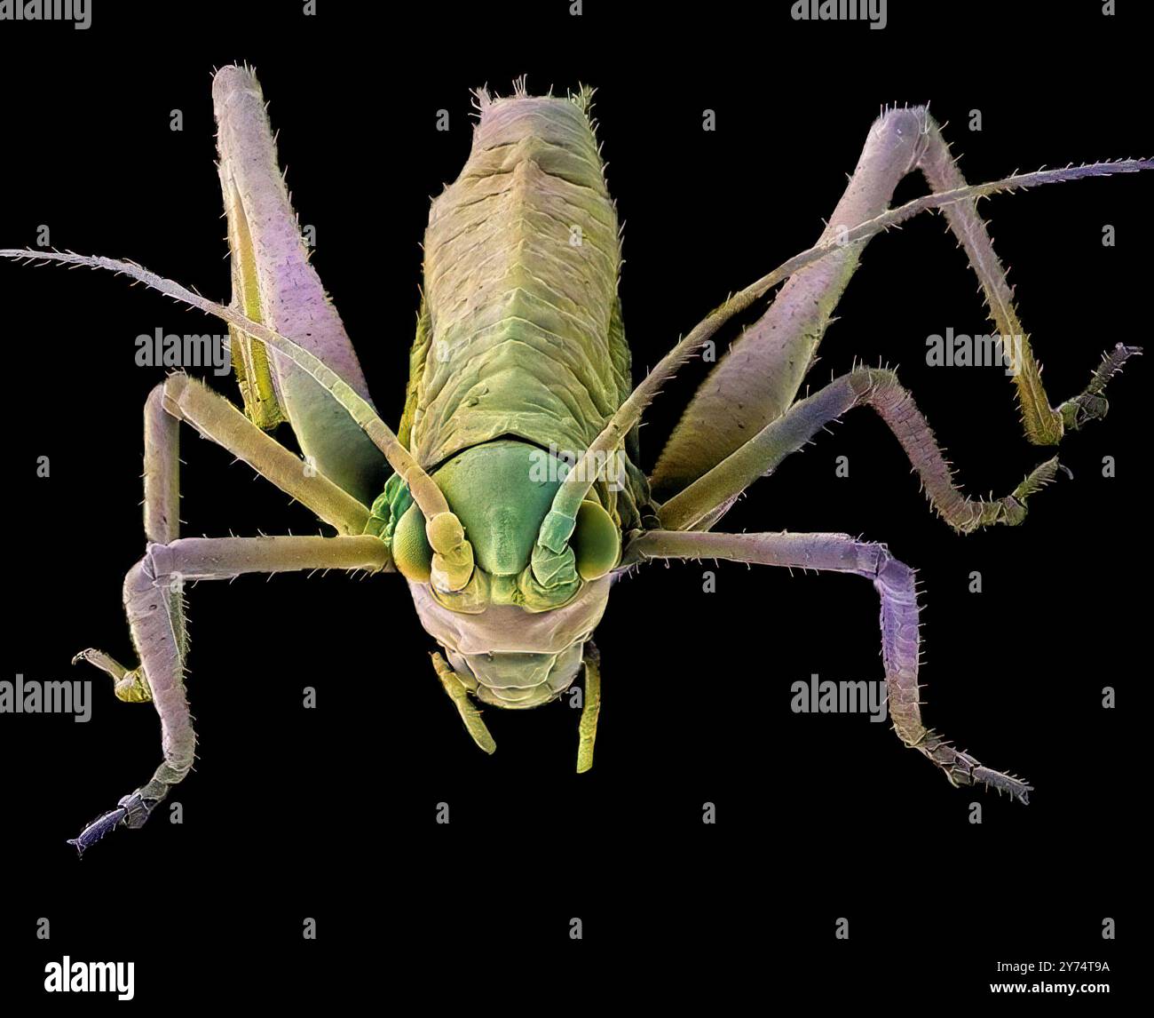 Sauterelle. Micrographie électronique à balayage coloré (MEB) d'une sauterelle. Les yeux sont de chaque côté des antennes (structures sensorielles en forme de tiges). Les parties buccales mortelles (mandibules, centre inférieur) sont utilisées pour manger les plantes. Au Royaume-Uni, il existe 11 espèces indigènes de sauterelles, y compris la sauterelle commune, mais environ 30 espèces vivent et se reproduisent ici. Grossissement : x 5 lorsqu'il est imprimé à 10 centimètres de large. Banque D'Images