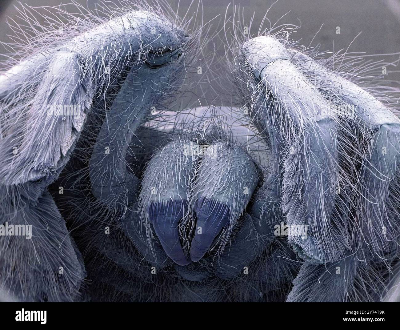 Tarentule, micrographie électronique à balayage coloré (MEB). Les chélicères (centre inférieur) sont deux appendices à segment unique situés juste en dessous des yeux et directement en avant de la bouche. Ils contiennent les glandes à venin qui s'écoulent à travers les crocs. Les crocs sont utilisés pour injecter du venin dans des proies telles que des insectes, des grenouilles et des souris, et aussi pour mastiquer (mâcher). Grossissement : x10 lors de l'impression à 10 centimètres de large. Banque D'Images