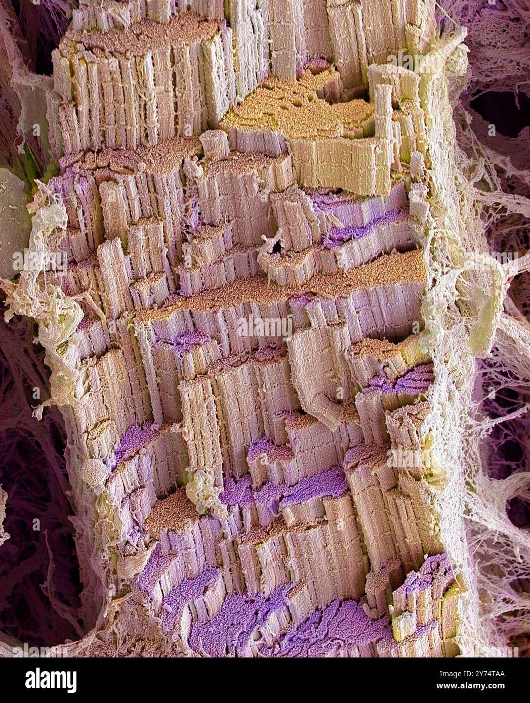 Fibre musculaire squelettique. Micrographie électronique à balayage coloré (MEB) d'une fibre musculaire squelettique (ou striée) congelée. La fracturation de la fibre a révélé qu'elle est constituée d'un faisceau de fibres plus petites appelées myofibrilles. Celles-ci mesurent environ 1-2 micromètres (millionièmes de mètre) de diamètre. La fibre a une gaine de tissu conjonctif (endomysium) qui est vu comme les brins dispersés autour de l'image. Le muscle squelettique, nommé parce que les os squelettiques sont déplacés avec ce muscle, est sous contrôle volontaire. Grossissement : x800 lors de l'impression de 10 centimètres de large. Banque D'Images