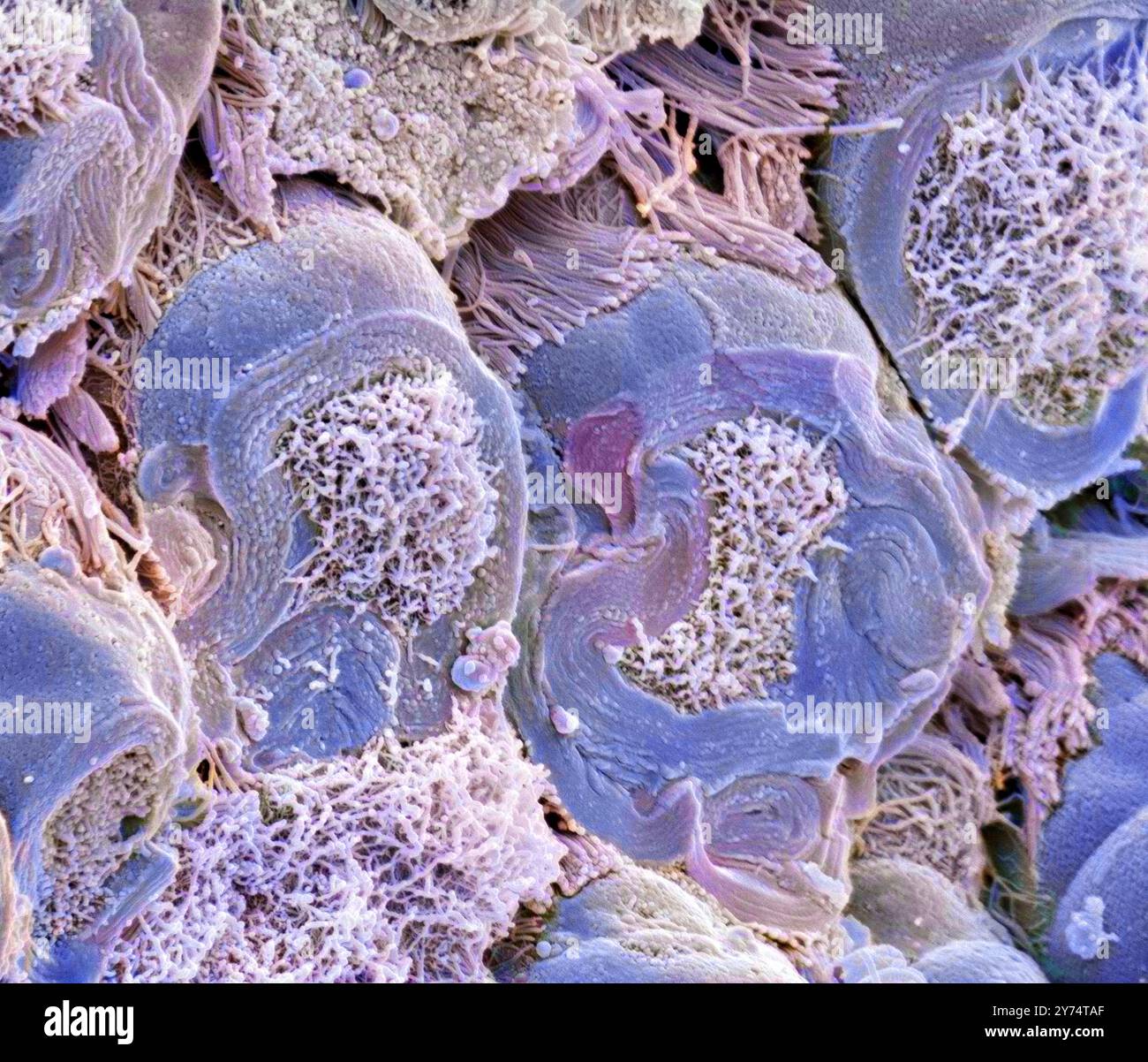 Nerf sciatique. Micrographie électronique à balayage couleur (MEB) d'une coupe à travers un nerf sciatique, montrant les fibres nerveuses (axones) entourées de gaines de myéline (bleu). Les fibres du tissu conjonctif (filiformes) sont également visibles. Le nerf sciatique est le nerf le plus long et le plus large du corps humain, allant du haut de la jambe à l'arrière du pied. Grossissement : x1000 lors de l'impression à 10 centimètres de large. Banque D'Images