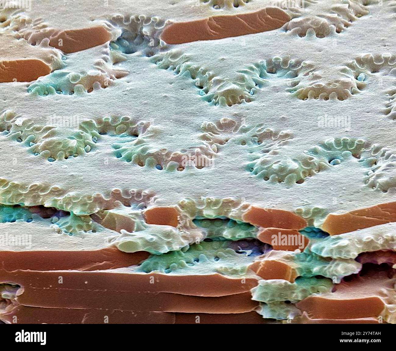Fibres optiques. Micrographe électronique à balayage de couleur (SEM) d'une fracture de gel des fibres de la lentille d'un œil. Les cellules de lentille n'ont pas de noyau, et le principal constituant des cellules est la protéine cristallline. Les couches de fibres de verre fortement emballées (comme on le voit ici) sont appelées laminae. Les fibres optiques sont reliées entre elles par des jonctions et des interdigitations des cellules. On pense que la transparence de la lentille découle de l'arrangement régulier de ces cellules. Agrandissement : x2000 lorsqu'il est imprimé à 10 centimètres de large. Banque D'Images