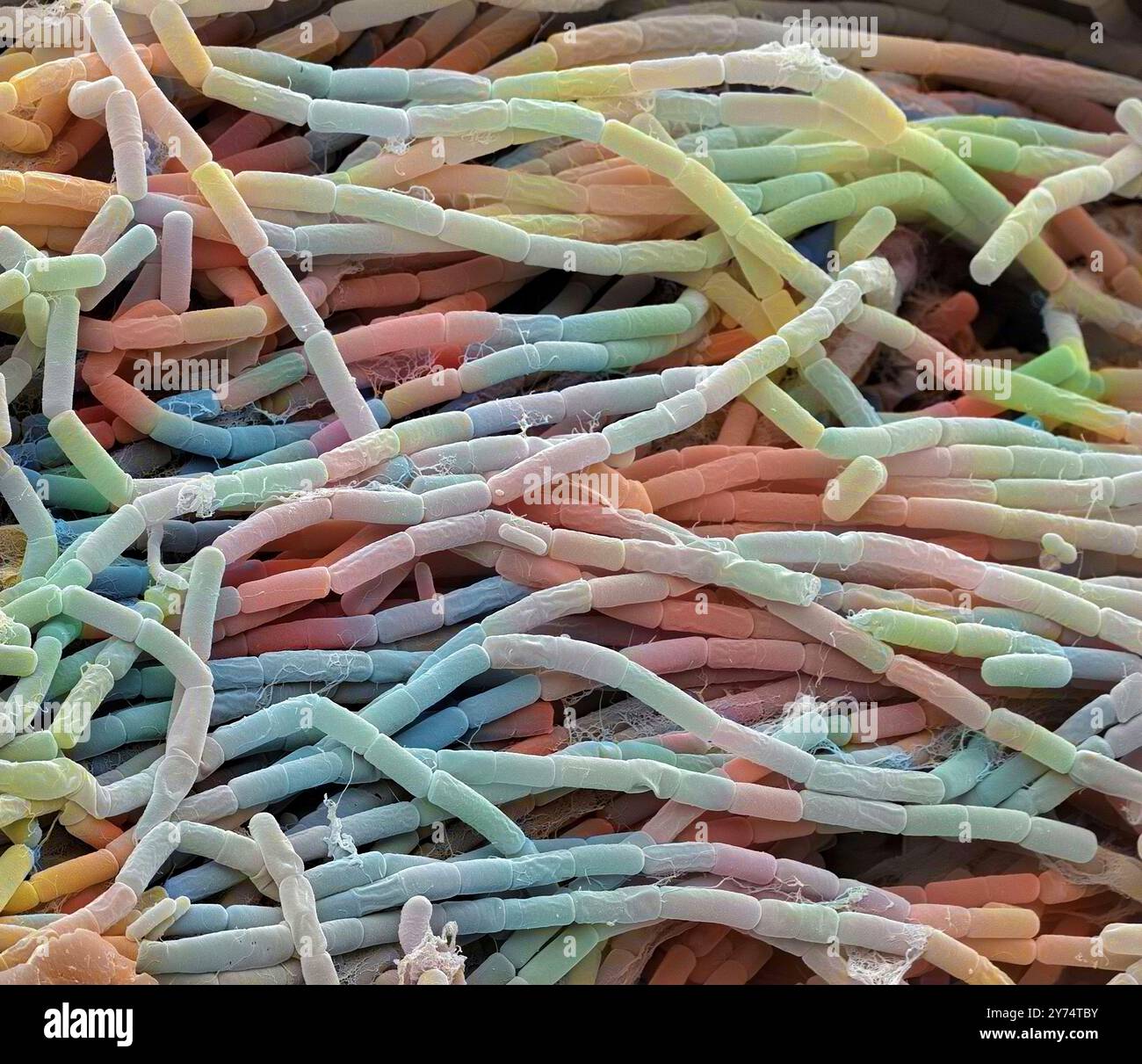 Colonie bactérienne Bacillus megaterium, micrographie électronique à balayage coloré (MEB). Cette bactérie Gram positive en forme de tige se trouve dans le sol. C'est l'une des plus grandes cellules bactériennes, mesurant jusqu'à quatre micromètres de longueur. Pour cette raison, c'est un organisme populaire pour la recherche bactérienne. Grossissement : x4000 lors de l'impression à 10 centimètres de large. Banque D'Images