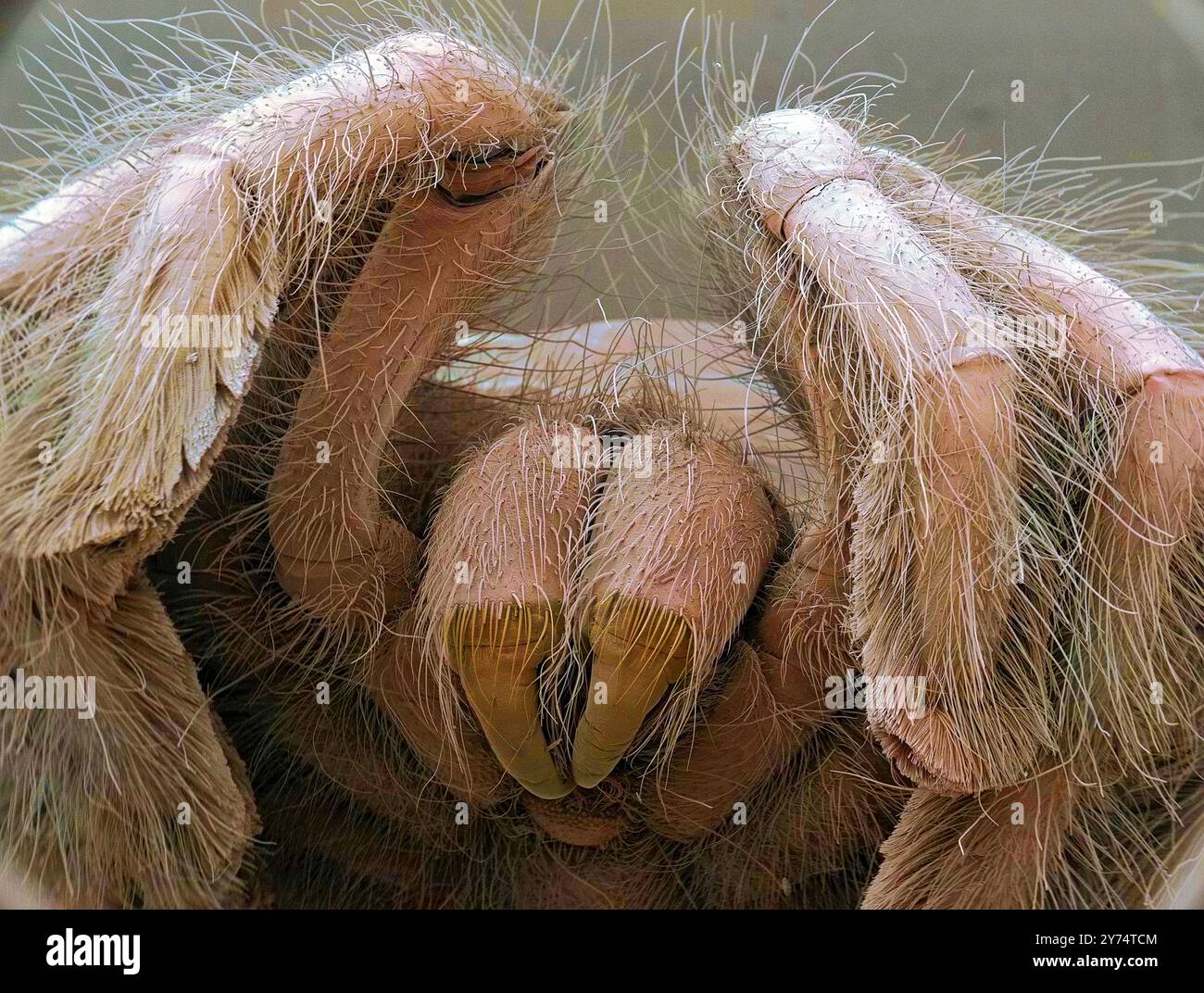 Tarentule, micrographie électronique à balayage coloré (MEB). Les chélicères (centre inférieur) sont deux appendices à segment unique situés juste en dessous des yeux et directement en avant de la bouche. Ils contiennent les glandes à venin qui s'écoulent à travers les crocs. Les crocs sont utilisés pour injecter du venin dans des proies telles que des insectes, des grenouilles et des souris, et aussi pour mastiquer (mâcher). Grossissement : x10 lors de l'impression à 10 centimètres de large. Banque D'Images