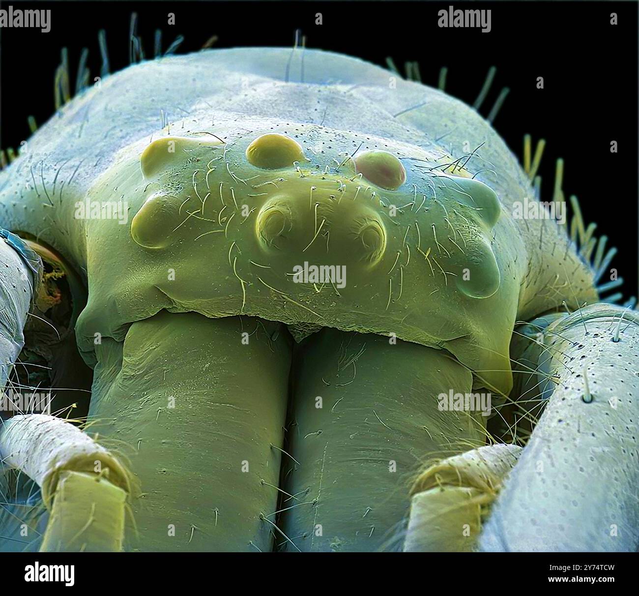 Yeux d'araignée. Micrographie électronique à balayage coloré (MEB) des yeux d'une araignée (ordre Araneae). Les yeux des araignées varient considérablement dans leur structure, leur disposition et leur fonction. Ils en ont généralement huit, chacun étant un simple œil avec une seule lentille plutôt que plusieurs unités comme dans les yeux composés des insectes. La disposition et la structure spécifiques des yeux sont l'une des caractéristiques utilisées dans l'identification et la classification des différentes espèces, genres et familles. Grossissement : x30 lorsqu'il est imprimé 10 centimètres de large Banque D'Images