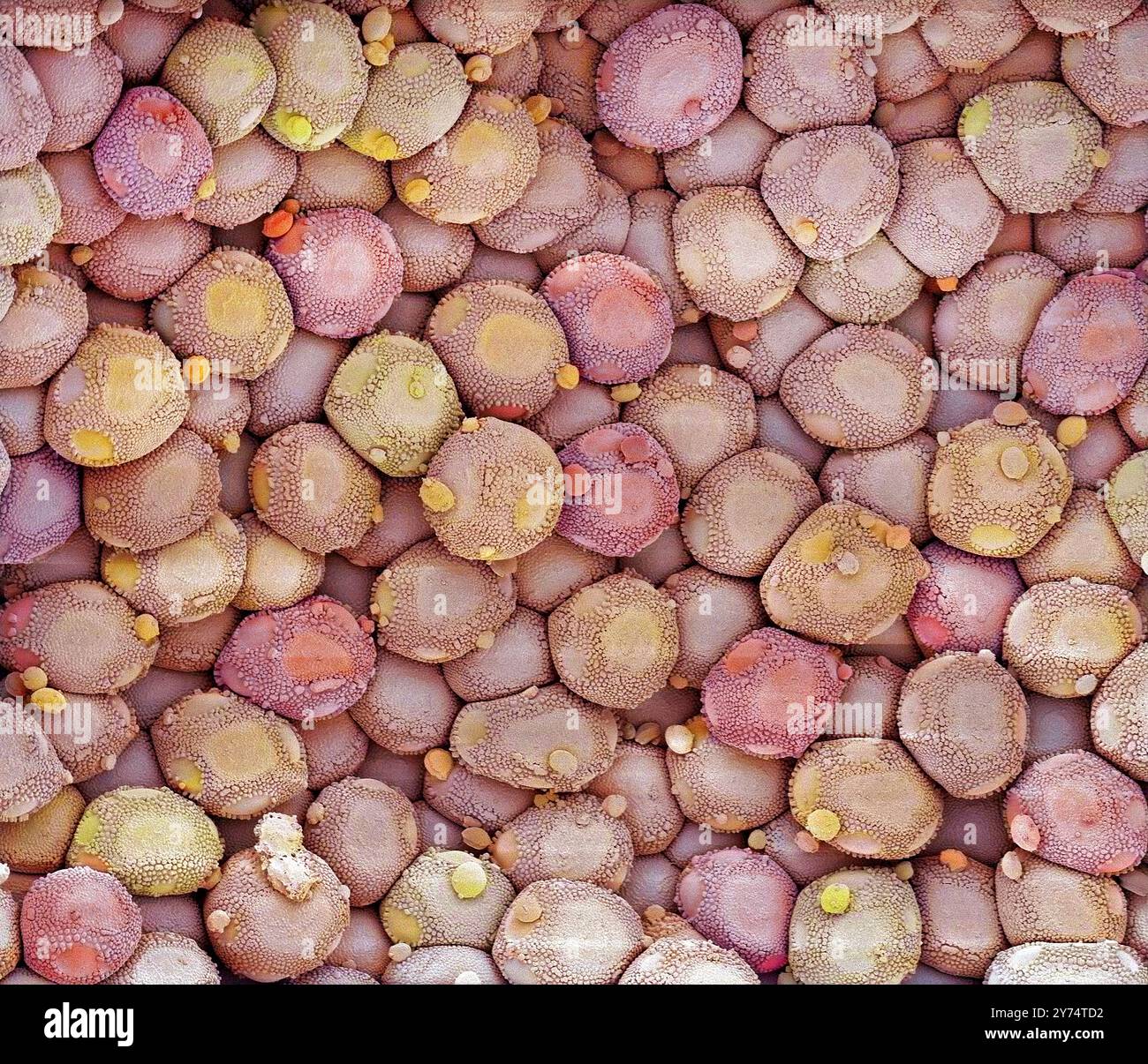 Infection à champignons rouille. Micrographie électronique à balayage couleur (MEB) d'aécies sporulées d'un champignon de la rouille (Puccinia lagenophora), sur une plante de marais commune (Senecio vulgaris). Les spores sont les structures reproductrices d'un champignon. Grossissement : x500 lors de l'impression de 10 centimètres de large. Banque D'Images