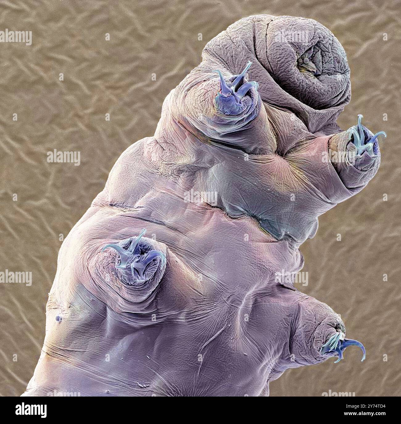 Tardigrade, SEM Banque D'Images