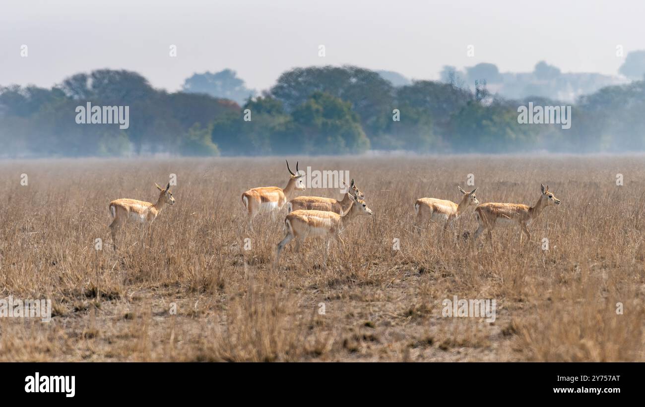 De beaux BlackBucks. Blackbuck est une antilope avec un manteau noir distinctif et de longues cornes courbées. On le trouve en Inde, au Pakistan et au Nepa Banque D'Images