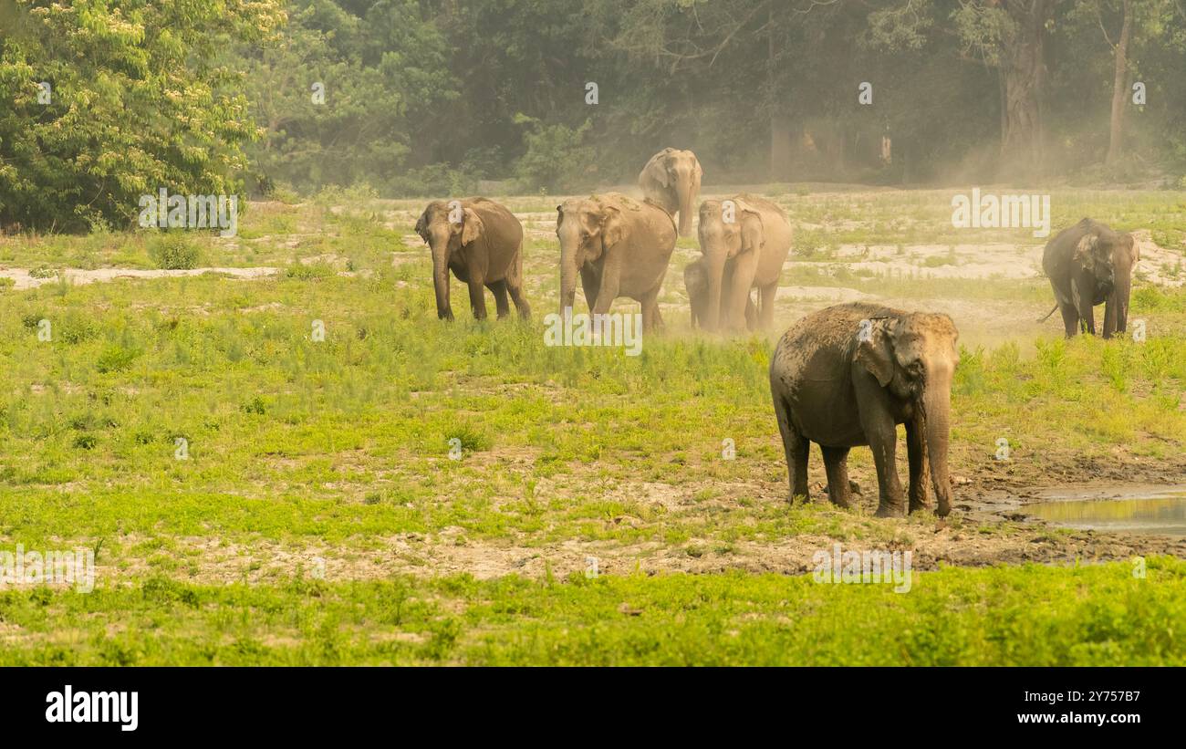 Éléphants asiatiques appréciant le bain de boue. Les éléphants asiatiques sont de grands mammifères trouvés en Asie. Ils ont des oreilles plus petites et un dos à double arche. Banque D'Images