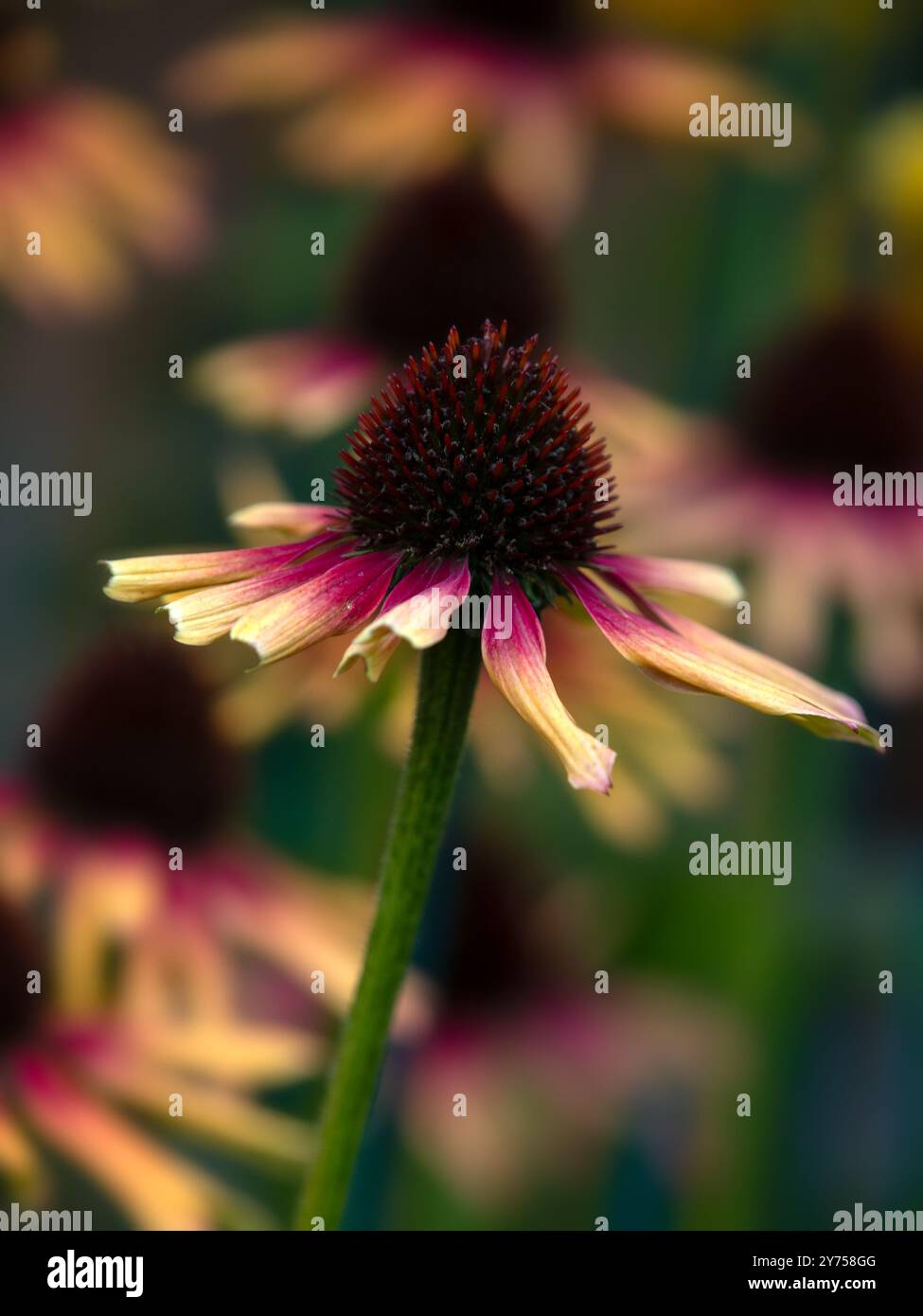 Gros plan d'une fleur d'échinacée 'Tequila Sunrise' dans un jardin au début de l'automne Banque D'Images